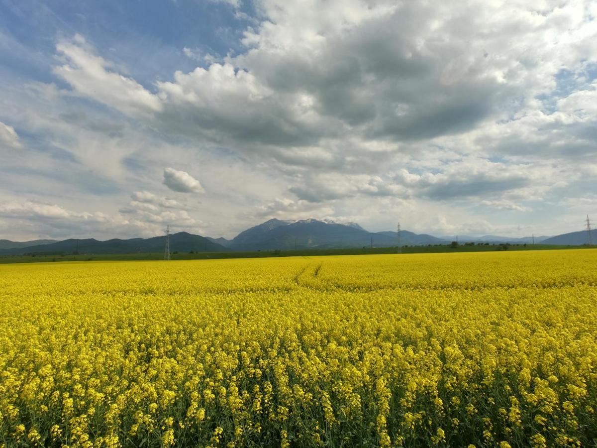 Panoramic Residence Zărneşti Dış mekan fotoğraf